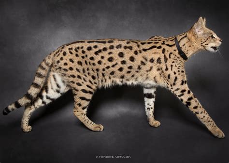 Savannah Cat | Size,Diet,Personality,Price