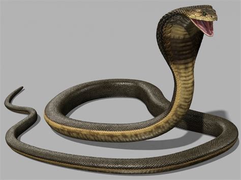 King Cobra Snake 3d Model Maya Files Free Download Cadnav