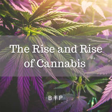 the rise and rise of cannabis beyond the polaris
