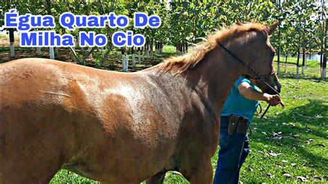 Como Saber Se A égua Está No Cio