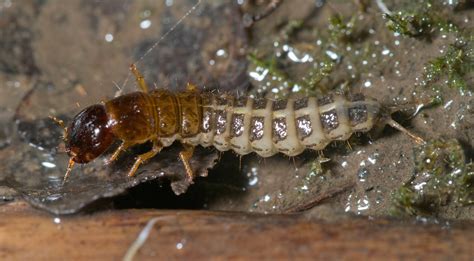 Rove Beetle Larvae Sp2 Neil Phillips Flickr