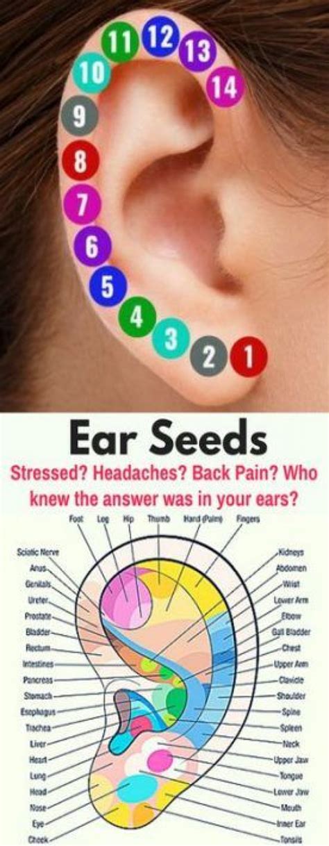 Pain Ear Piercings Chart