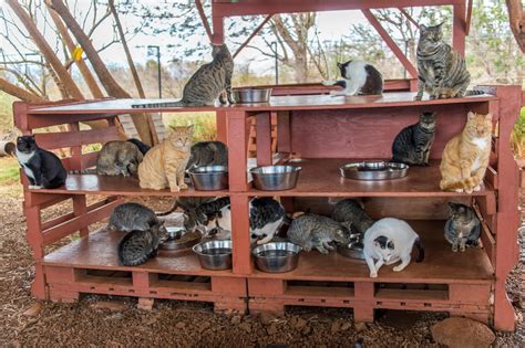 Why You Should Visit The Lanai Cat Sanctuary