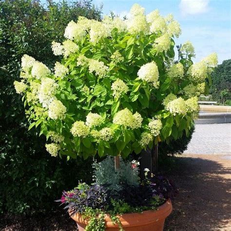 Perfect For Driveways And Containers Growing Dwarf Ornamental Trees Is