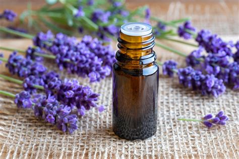 Lavender Essential Oil Benefits For Your Health Dr Pingel