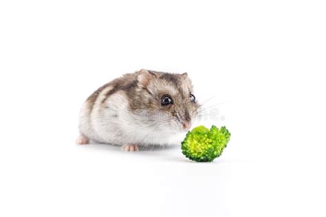 Dwarf Gray Hamster Isolated On White Backgroundcute Baby Hamster