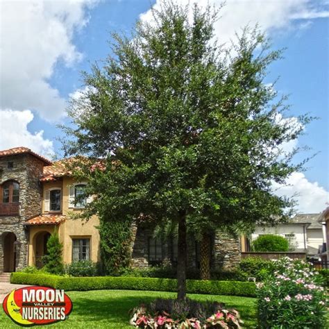 Prefers amended soil, good drainage. Live Oak | Shade trees, Valley nursery, Evergreen trees ...