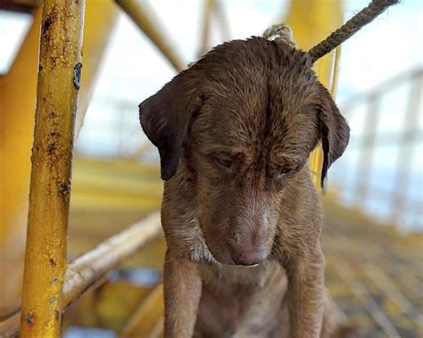 Dog Rescued While Swimming 135 Miles Off Thailand The Star