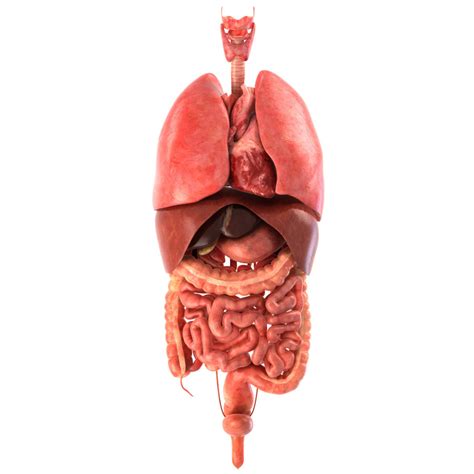 Realistic Human Internal Organs D Model Human Digestive System