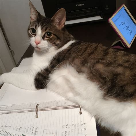 When Im Trying To Study And He Is Lying Down On My Homework Cats