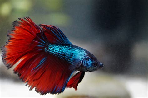 Fighting fish synchronize their combat moves and their ...