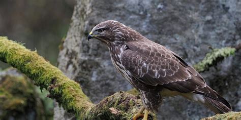 Creating A Buzz Tips And Tricks To Lure Buzzards To Your Backyard