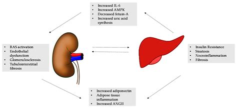 Ijms Free Full Text Nafld And Chronic Kidney Disease