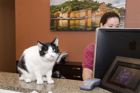 Top notch cat boarding facilities, serving tempe, scottsdale and phoenix arizona. Scottsdale Cat Clinic Makes Going to the Vet More Relaxing ...