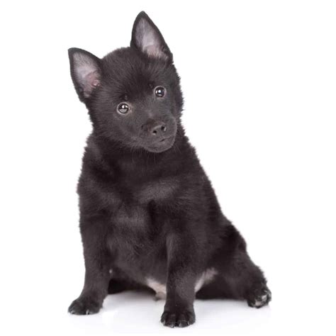Schipperke Puppies For Sale • Adopt Your Puppy Today • Infinity Pups
