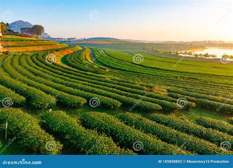 Green Tea Field In The Morning Light Organic Tea Plantations Stock