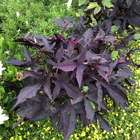 Examples of helpful information to include in addition to signs & symptoms of illness Ipomoea SWEET CAROLINE RAVEN - Buy Sweet Potato Vine ...