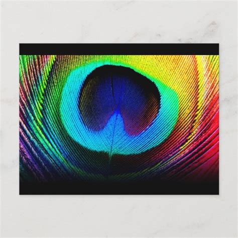Peacock Feather Design Postcard