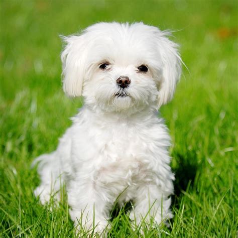 Are Maltese Affectionate Dogs