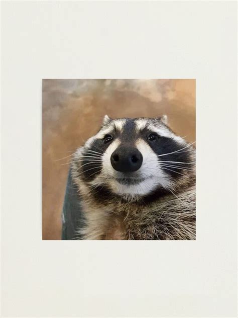 Sad Raccoon Meme Photographic Print By Chantal15 Redbubble