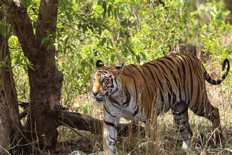 Bandhavgarh Jungle Safari Tour Package Bandhavgarh Wildlife Package