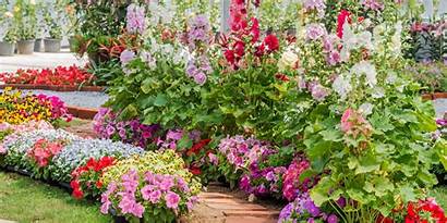 Flowers Annual Yard Plant Gardening Plants Guide