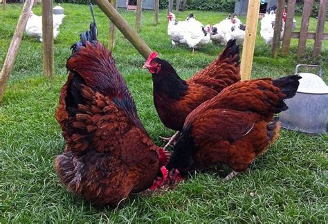 Sussex Chicken Characteristics Origin Breed Info And Lifespan