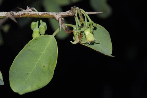 Flora Of Zimbabwe Species Information Individual Images Ximenia