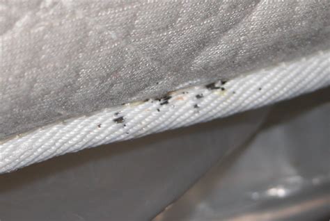 Signs You Have Bed Bugs Unbugme Pest Control Termite