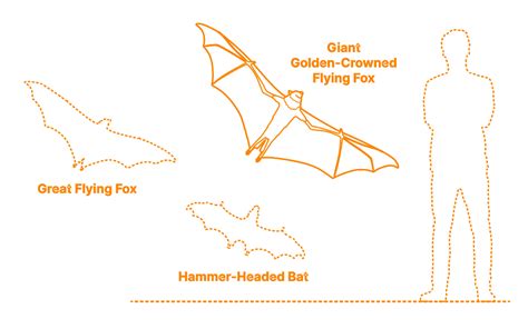 Giant Golden Crowned Flying Fox Acerodon Jubatus Dimensions