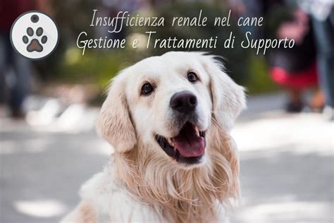 Insufficienza Renale Cane Quanto Vive Fase Terminale