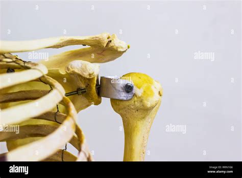 Articulated Humerus Clavicle And Scapula Bones Showing Human Left