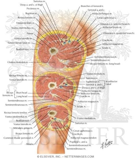 ## while drawings and paintings using perspective might appear sharp and clearly defined, anatomy is usually quite the opposite. Cross-Sectional Anatomy of Thigh Thigh: Serial Cross Sections