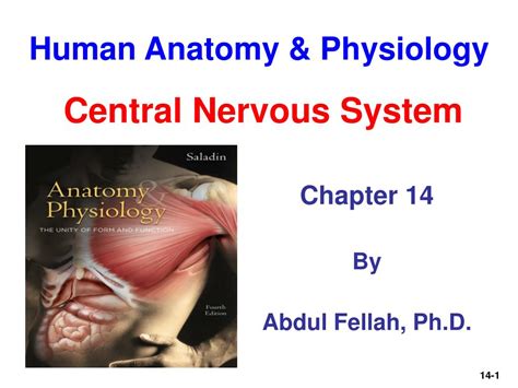 Ppt Human Anatomy And Physiology Powerpoint Presentation Free Download