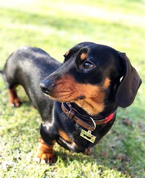 Maybe you would like to learn more about one of these? Dachshund / Sausage Dog ID Name Tag £10.95 - Mischievous ...