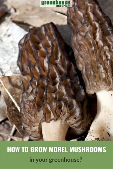 How To Grow Morel Mushrooms In A Greenhouse In 2022 Stuffed Mushrooms