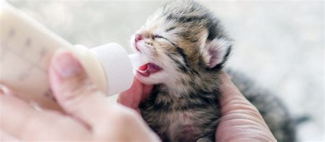 Raising Newborn Kittens Wildcreaturey
