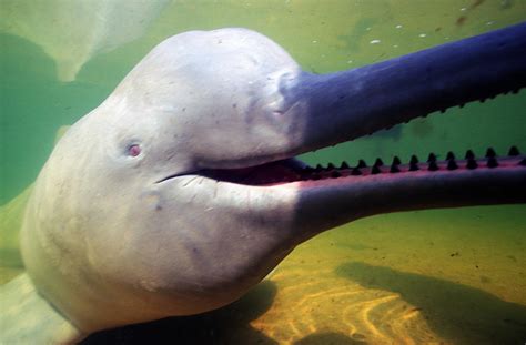 Amazon River Dolphin Photograph By Greg Ochocki Pixels