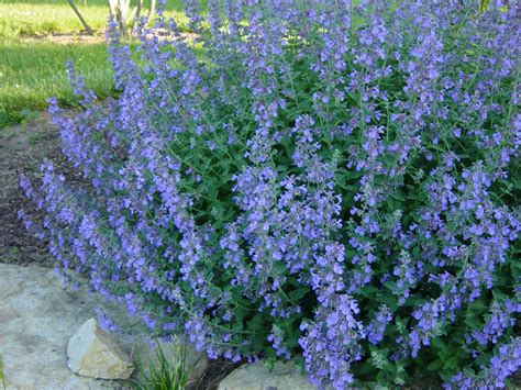 Catmint is a close relative of catnip, a herb that holds a strong appeal for cats. Walker's Low Catmint - One Gallon Container - Grimm's Gardens