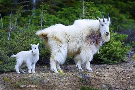 Mountain Goats By Robert Berdan Animals Mountain Goat Goats