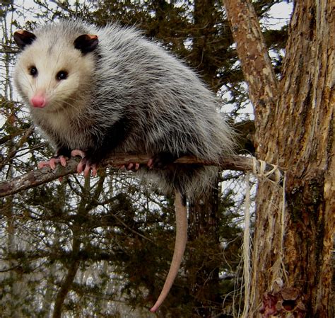 Opossums Amazing Facts