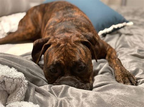 Available Dogs The Boxer Rescue