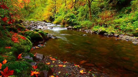 River Rocks Leaves Autumn Scenery High Quality Wallpaper Preview