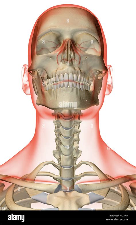 Anterior Neck Anatomy Bones