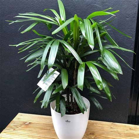 Broadleaf Lady Palm Rhapis Excelsa Care And Growing Guide