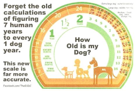 Find your cat's human age in years with this free calculator. Accurate Canine Age Chart | Dog years chart, Inspirational ...