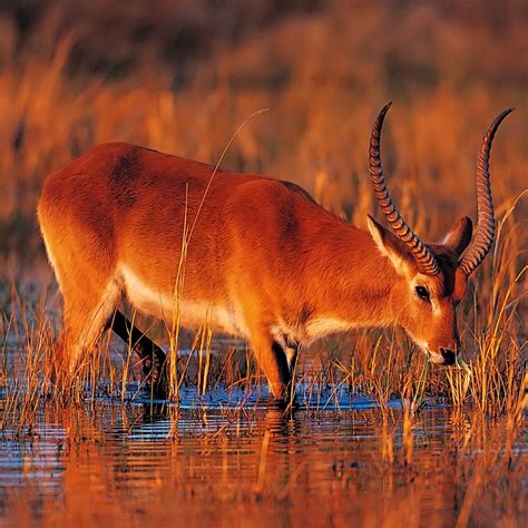 Antelope In Grassland Ipad Wallpapers Free Download