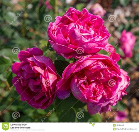 Blooming Pink English Rose In The Garden On A Sunny Day Rose Lady Of