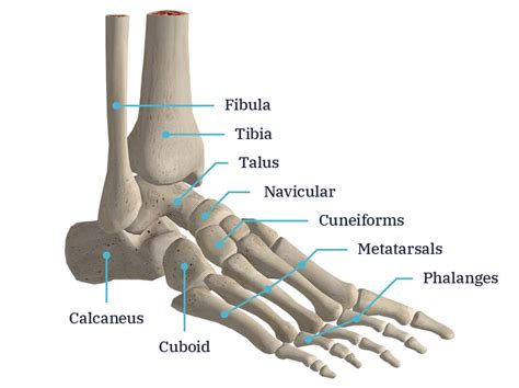 Foot Anatomy Andy Hughes Ortho