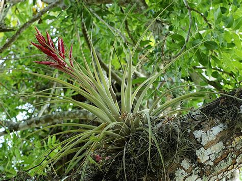 Tillandsia fasciculata care and culture | Travaldo's blog